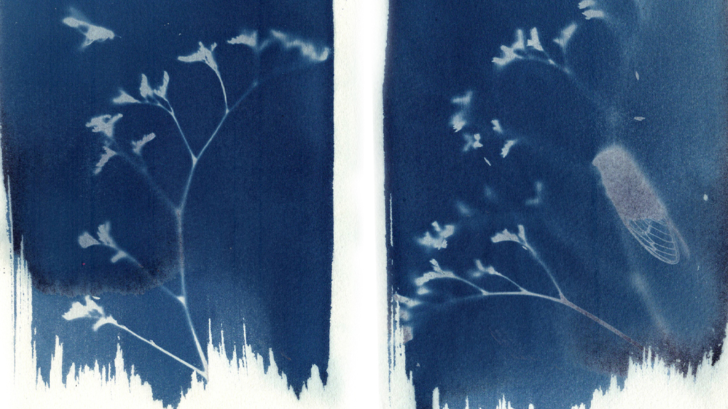 Sun Printing (Cyanotype) Workshop