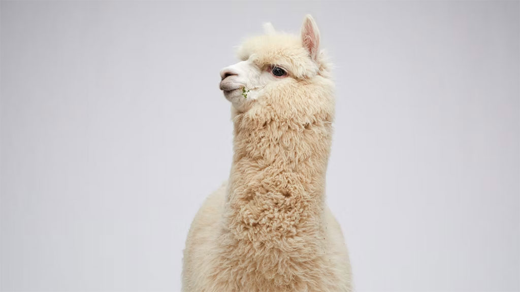 PRIMAVERA - Meet an Alpaca